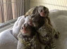 Galima įsigyti gražią beždžionę marmozetę