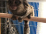 Talentingos kapucinų beždžionės, skirtos įvaikinti