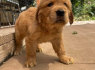 mooie en schattige golden retriever - puppy s te koop