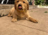 mooie en schattige golden retriever - puppy s te koop (2)