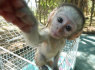 Parduodamos nuostabios kapucinų beždžionės