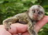 Sveikos beždžionės, kurioms reikia naujų namų