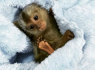 Parduodama miela beždžionė marmozetė