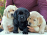 Cute and adorable Labrador retriever puppies available for sale