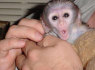 Parduodamos prijaukintos kapucinų beždžionės