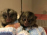 Parduodamos beždžionės dvynės marmozetės