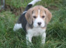 TRUE TO TYPE KC REGISTERED BEAUTIFUL BEAGLE PUPS