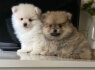 Beautiful Pomeranian puppy s