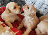 Teddy bear maltipoo puppies