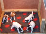 Jack Russell Puppies