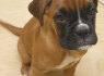 Ready now boxer pups for sale (1)