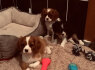 Cavalier King Charles Spaniel Puppies