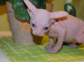 Sphynx Elf Dwelf kittens for sale