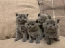 British Shorthair kittens