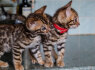 Brown Bengals TICA Stunning Rossetes