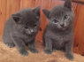 Russian Blue Kittens For Sale