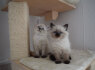 Siberian Kittens For Sale